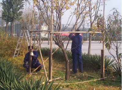 园林植物 冬季苗木防寒措施    试验结果表明,对油松,樟子松,侧柏等