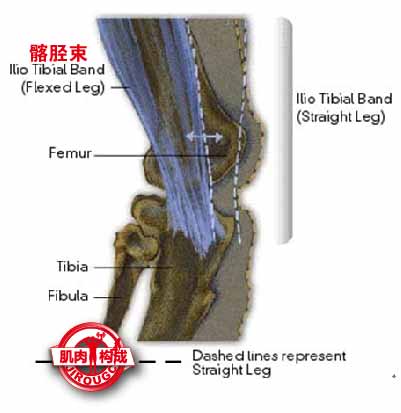 髌胫束摩擦综合症的原因