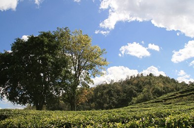 普洱六大茶山之南峤