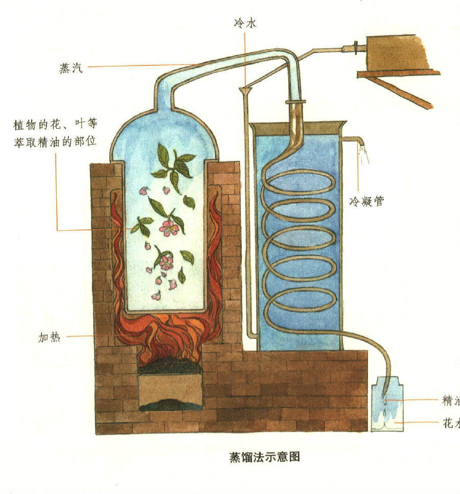 精油的五大萃取法