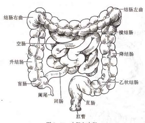 科学研究结果还显示,人体的免疫系统逾50%是位于结肠.