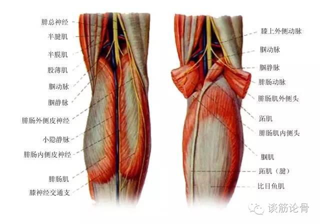 内上界主要为半腱肌和半膜肌,下内和下外界分别为腓肠肌内,外侧头