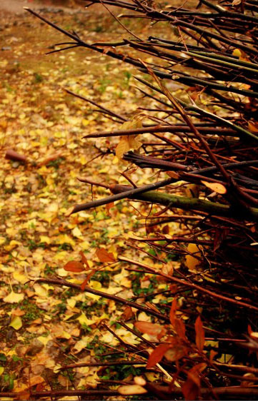 桂林海洋乡赏银杏，渲染到极致的秋天75 / 作者:欧耶 / 帖子ID:105166