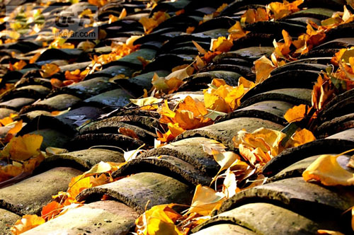 桂林海洋乡赏银杏，渲染到极致的秋天802 / 作者:欧耶 / 帖子ID:105166
