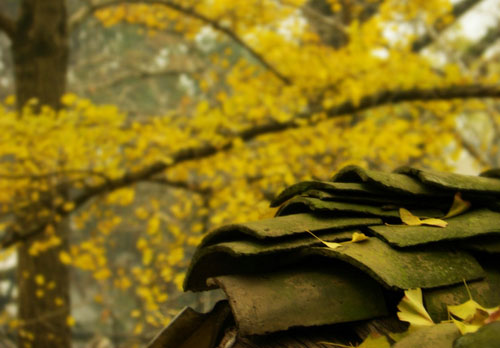 桂林海洋乡赏银杏，渲染到极致的秋天316 / 作者:欧耶 / 帖子ID:105166