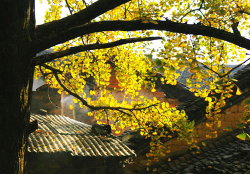 桂林海洋乡赏银杏，渲染到极致的秋天296 / 作者:欧耶 / 帖子ID:105166