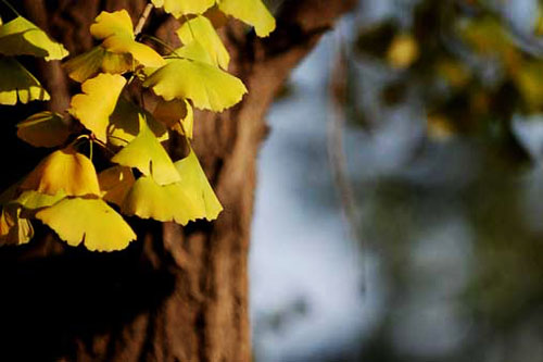 桂林海洋乡赏银杏，渲染到极致的秋天861 / 作者:欧耶 / 帖子ID:105166