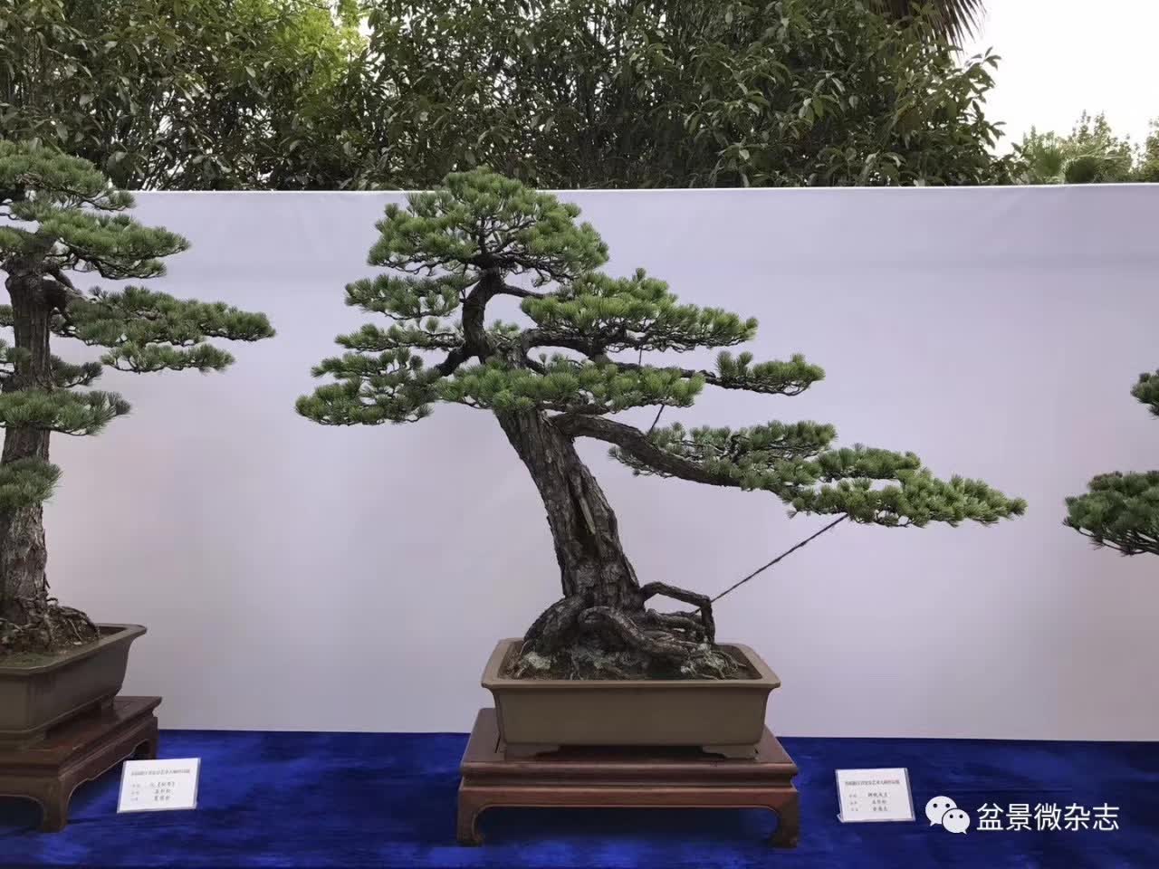 首届浙江省盆景艺术大师作品展暨金华市第26届盆景艺术展