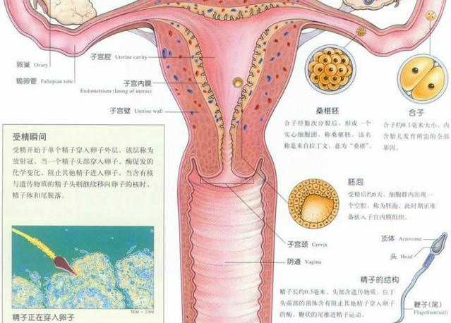 【养生】女人的下半身决定了她的下半生 - moonca.ke - 关爱女性妇科－“御淑清丹”