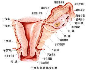 【养生】女人的下半身决定了她的下半生 - moonca.ke - 关爱女性妇科－“御淑清丹”