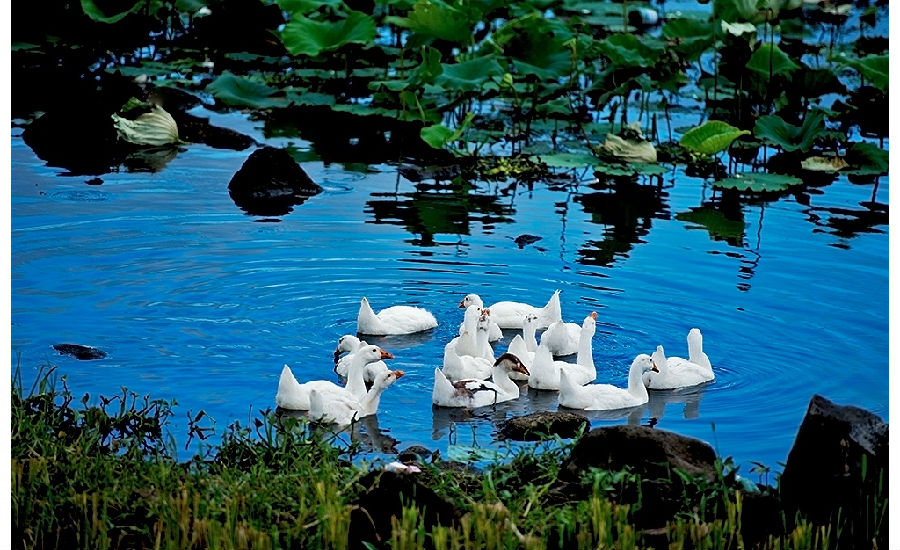 海口那央—不只是荷塘月色和田园风光