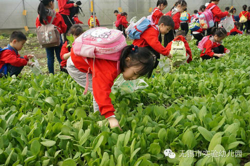 【精彩一刻】体验农家生活，感受丰收喜悦--记大班秋游活动-幼师课件网第5张图片