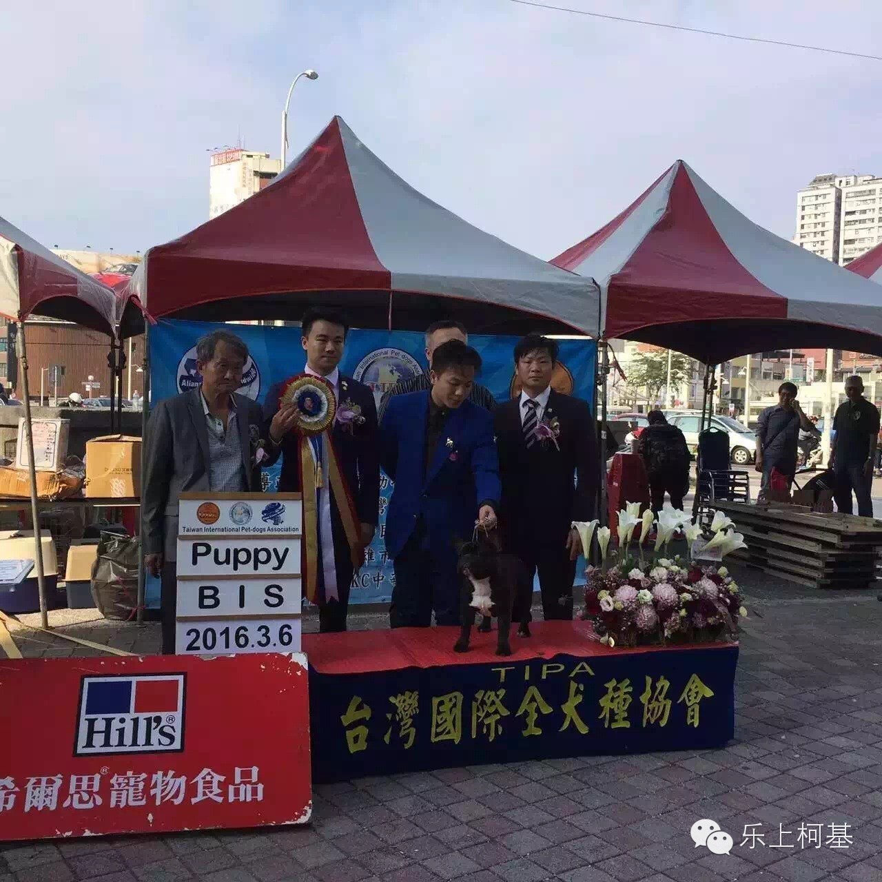 乐上柯基主理人王凯先生担任台湾高雄全犬种大赛裁判图集