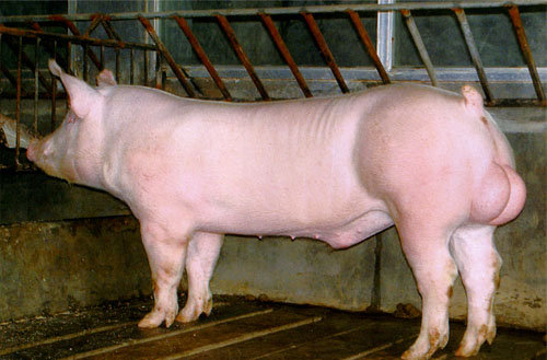 夏季公猪,母猪群中常见的问题及解决措施