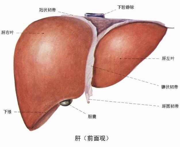 《保命的文章，再忙也要看！》（黎侨 提供） 0