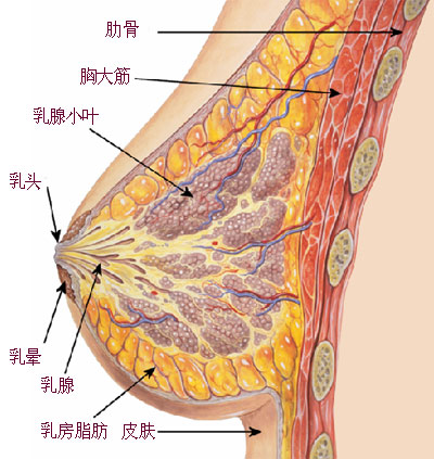 谈谈乳房再造