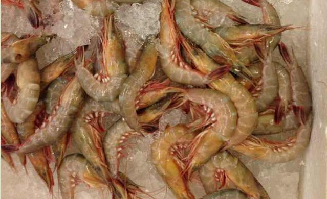 硬壳虾——须赤虾