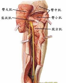 刘崇志 > 臀肌挛缩症——双下肢假性不等长 臀大肌为臀部浅层肌肉,起