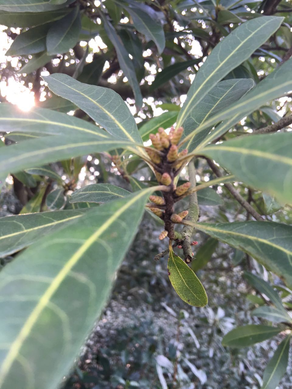 杨梅树,好消息!杨梅已经开花啦
