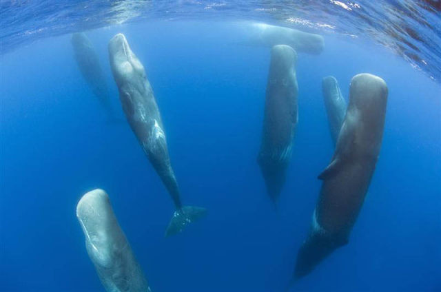 23,a pod of sleeping sperm whales (一群抹香鲸在睡觉)睡觉的姿势