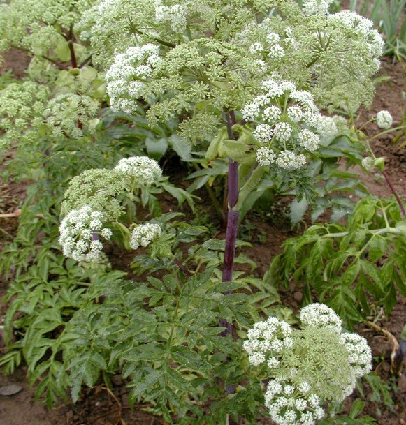 白芷 解表散寒,祛风止痛,通鼻窍,燥湿止带,消肿排脓.