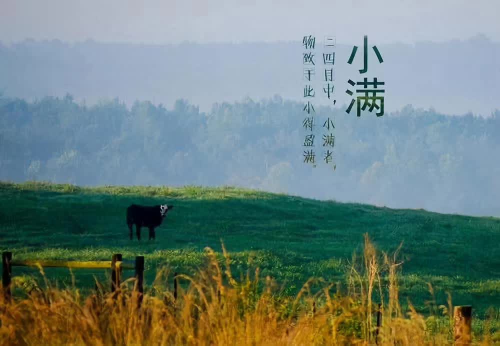 [原创]小满古诗词赏析