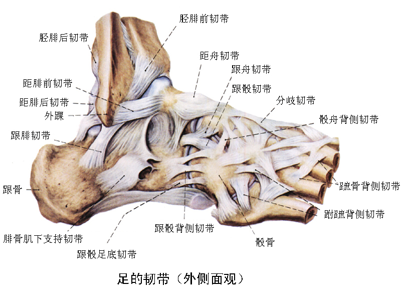 关于踝关节损伤的运动康复-踝关节评估与康复训练