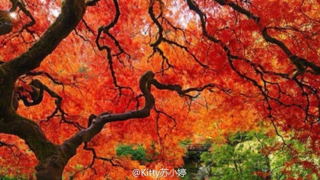 秋叶美图Autumn Leaves-Susan Boyle