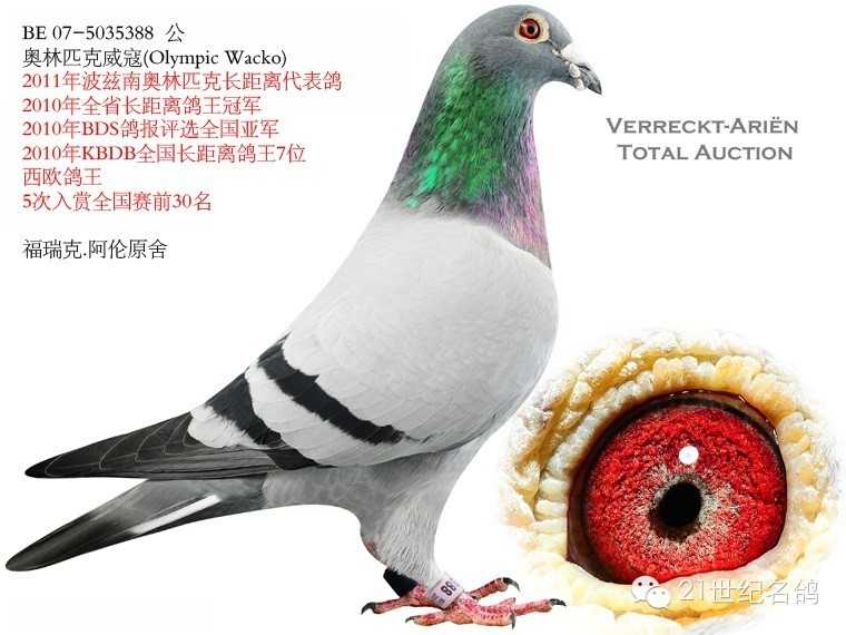 福瑞克吸尘器?吉姆福瑞克 58?福瑞克-阿伦夫妇黄金配对：小胖路易X修长路易