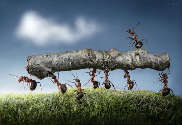 一只蚂蚁成长的故事,值得反观自己
