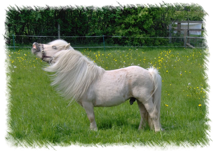 知马:设特兰矮马shetland pony