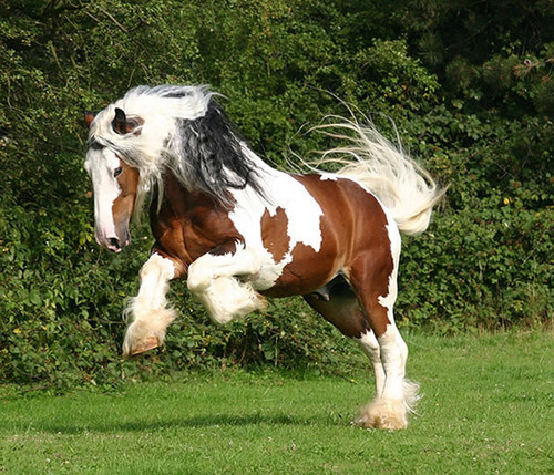 知马:设特兰矮马shetland pony