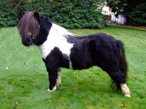 知马设特兰矮马shetlandpony