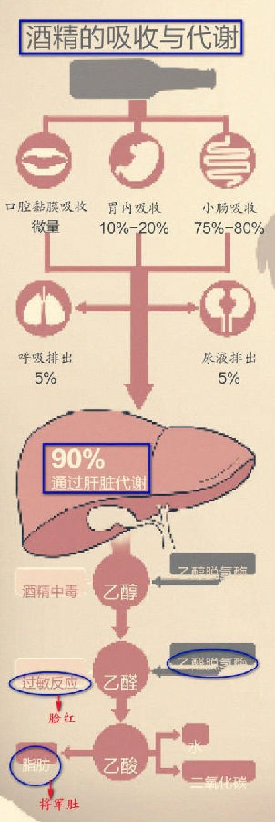 【科普】酒精在人体内的代谢过程