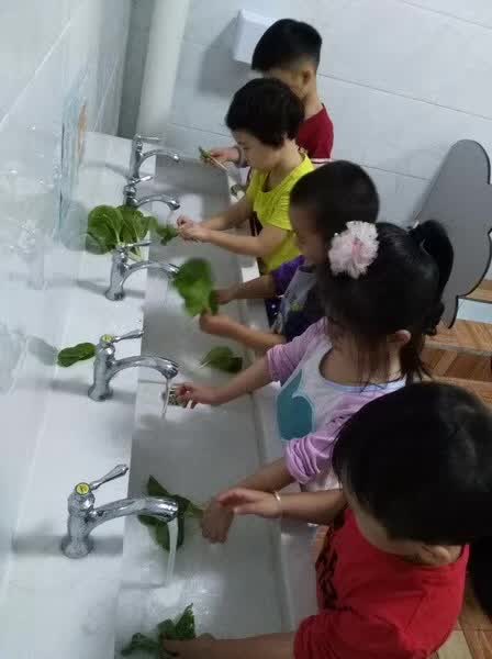 新鲜香甜无公害白菜诞生记-幼师课件网第16张图片