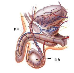 75.提高男性性欲特效穴—睾丸