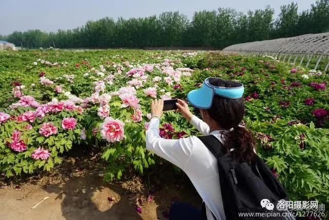 游人如潮花似海,万紫千红迎客来,洛阳国际牡丹园花开正艳​