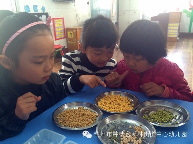 谁先发芽？——记钟楼区西林街道中心幼儿园自然角小实验活动-幼师课件网第1张图片