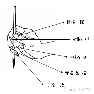 首先是学执笔,执笔方法很多,这里不一一介绍,通常使用五字执笔法