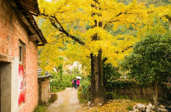 桂林海洋乡赏银杏，渲染到极致的秋天123 / 作者:欧耶 / 帖子ID:105166