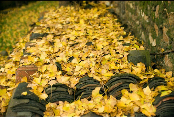 桂林海洋乡赏银杏，渲染到极致的秋天812 / 作者:欧耶 / 帖子ID:105166