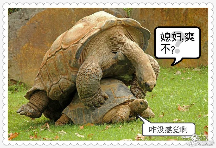乌龟叫陪恶搞图【guibaobao.com】