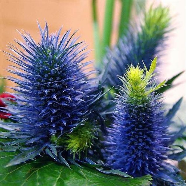 花坊【每日一花】10月21日生日花 10月21日 蓟花(thistle 花语