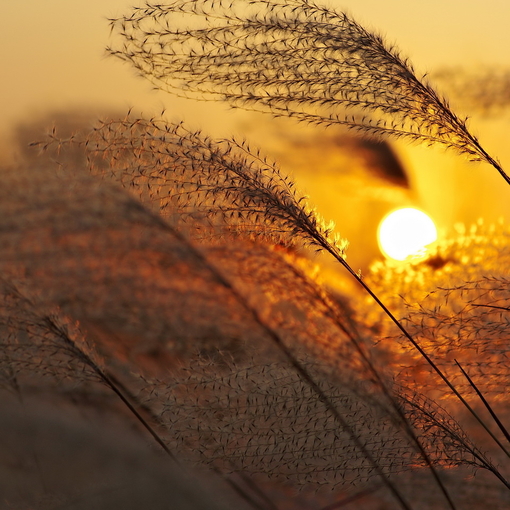 Laura Jansen – Use Somebody