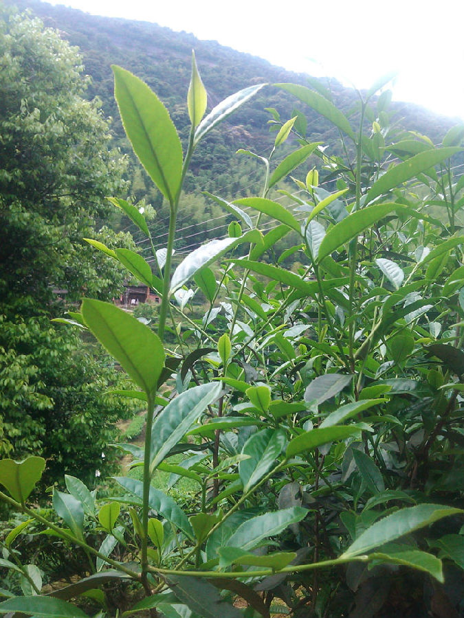 茶叶厂家直销三明山（三明茶叶批发市场在哪里） 茶叶厂家直销三明山（三明茶叶批发市场在那边

）《三明茶叶批发市场在哪里》 茶叶资讯