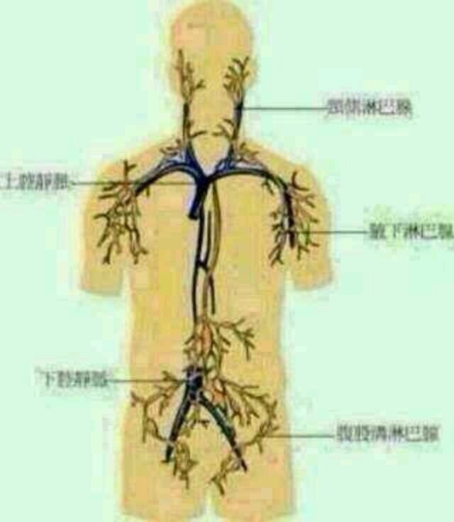 淋巴流入血液循環系統具有很重要的生理意義.