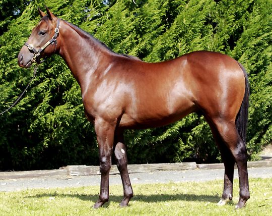 纯血马thoroughbred