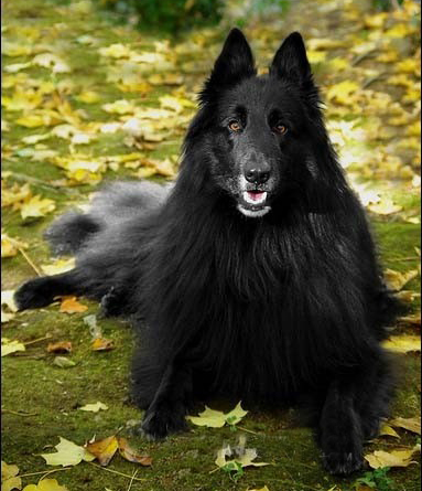 黑色狗品种图片