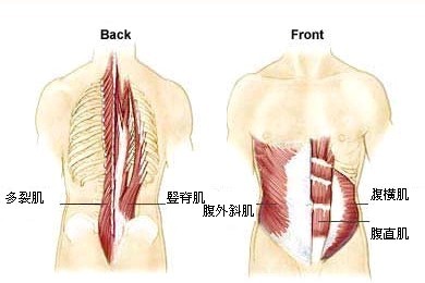 多裂肌和下背痛