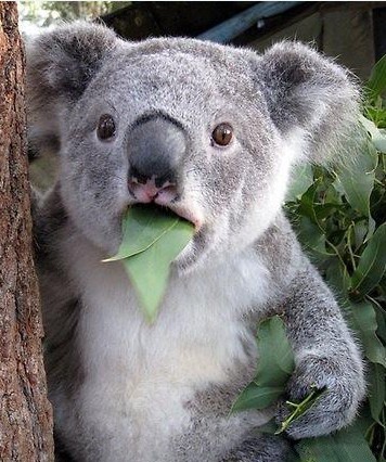 今天才知道这玩意儿的全文是"宅若久时天然呆,呆到深处自然萌,萌至